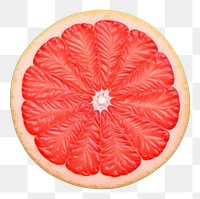 PNG Grapefruit grapefruit plant food.