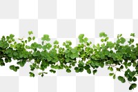 PNG Clover leaf plant herbs groundcover