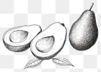 PNG Avocado outline sketch drawing fruit plant.