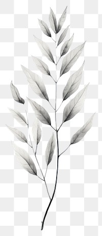PNG Leaf wallpaper drawing sketch plant.