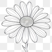 PNG Daisy outline sketch drawing flower plant.
