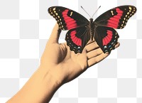 PNG Hand holding butterfly animal insect finger.