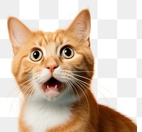 PNG Confused orange cat mammal animal kitten