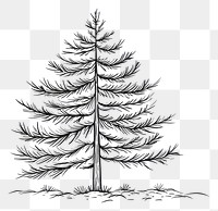 PNG Pine tree outline sketch drawing plant white.