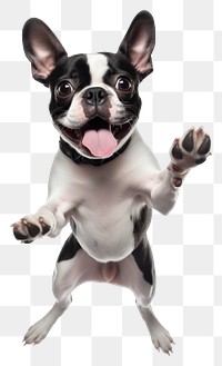 PNG Cute jumping boston terrier bulldog mammal animal.