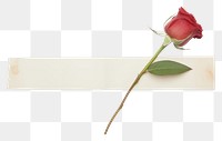 PNG Minimal adhesive tape is stuck on the rose flower plant white background.