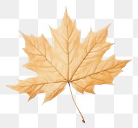 PNG Maple plant leaf tree.