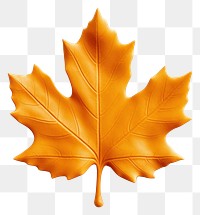 PNG Maple leaf plant tree white background.