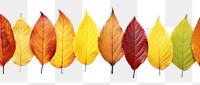 PNG Fall leaves backgrounds plant leaf.