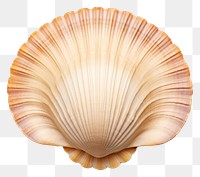 PNG Scallop seashell seafood clam.