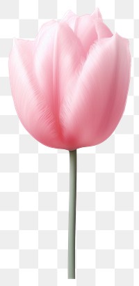 PNG Flower tulip blossom plant.