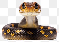 PNG Snake looking confused reptile animal white background.