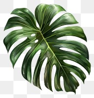 PNG Tropical leave plant leaf tree.