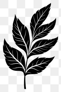 PNG Tropical leave plant black leaf.
