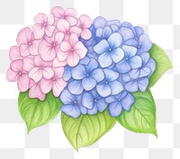 PNG Hydrangea drawing pattern flower.