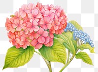 PNG Hydrangea drawing flower plant.