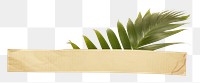 PNG Palm leaf ephemera plant white background planter.