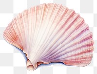 PNG Shell clam white background invertebrate.