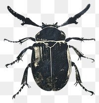 PNG Silkscreen on paper of a Insect insect animal black.
