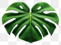 PNG 3D pixel art monstera leaf plant white background xanthosoma.