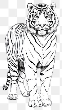 PNG Tiger standing sketch drawing animal.