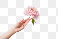 PNG Peony holding flower petal.