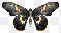 PNG Black color moth butterfly animal insect