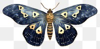 Indigo moth butterfly animal insect.