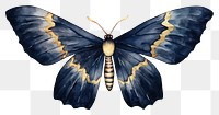 Indigo moth butterfly insect animal