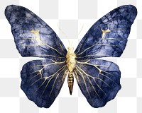 Indigo butterfly insect animal moth