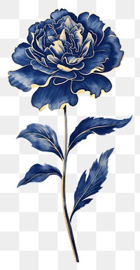 Indigo carnation flower plant rose