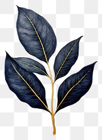 Indigo leaf plant tree annonaceae