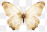 PNG White color butterfly animal insect moth.