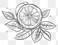 PNG Lemon sketch drawing doodle