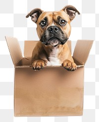 PNG Dog in box cardboard bulldog mammal.