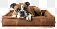 PNG Dog in brown box furniture bulldog mammal.