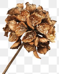 PNG Brown dried flower brooch plant white background.