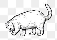 PNG Cat cleaning itself sketch drawing animal.