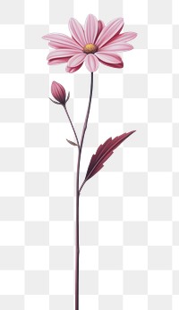 PNG Minimal space flower petal plant inflorescence.