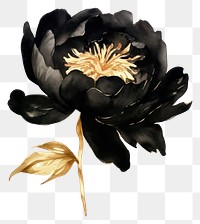 PNG Black color peony flower plant white background.