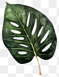 PNG Green monstera leaf plant white background xanthosoma.