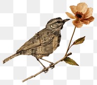 PNG Ephemera paper bird flower art sparrow
