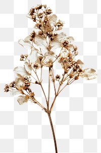 PNG White dried flower blossom plant white background