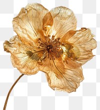 PNG Real dried flower petal plant white background