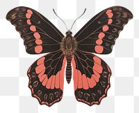 PNG  Moth butterfly animal insect.