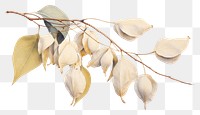 PNG Eucalyptus seeds plant leaf freshness.