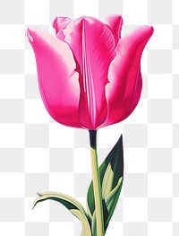 PNG Happy tulip flower plant inflorescence.