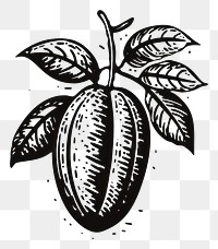 PNG A black coffee bean oldschool hand poke tattoo style drawing sketch plant.