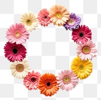 PNG Floral frame colour gerbera flower circle petal.