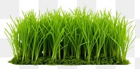 PNG Fresh green grass plant lawn white background.
